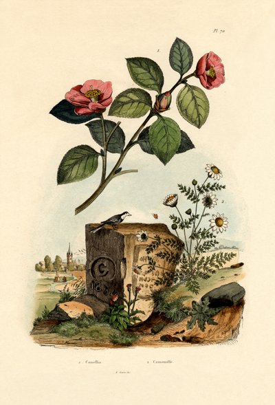 Camellia, 1833-39 de French School